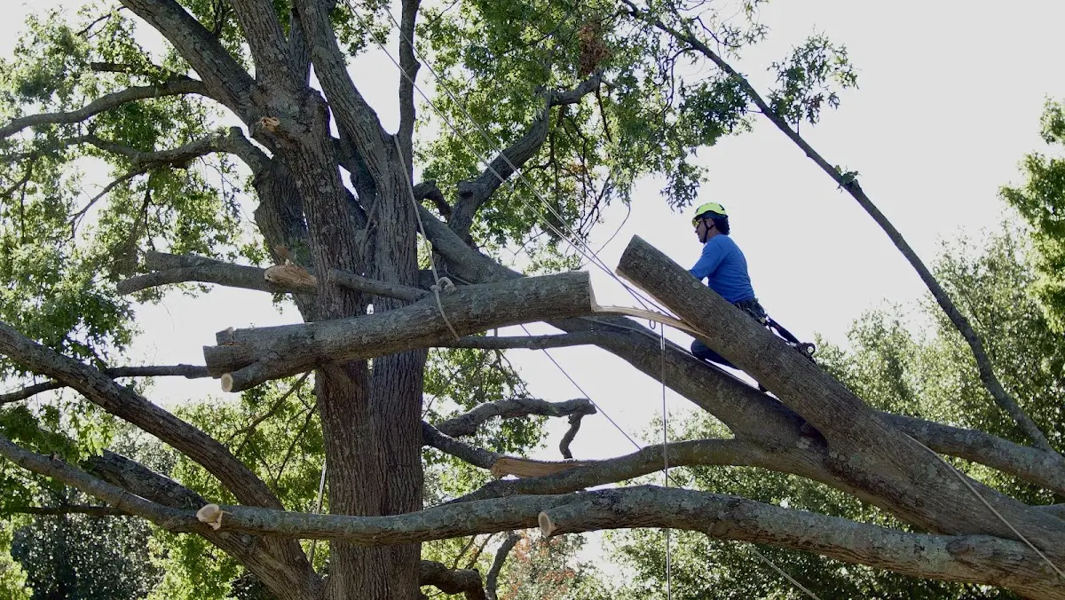 Professional Crown Thinning performed by certified arborists in Derby